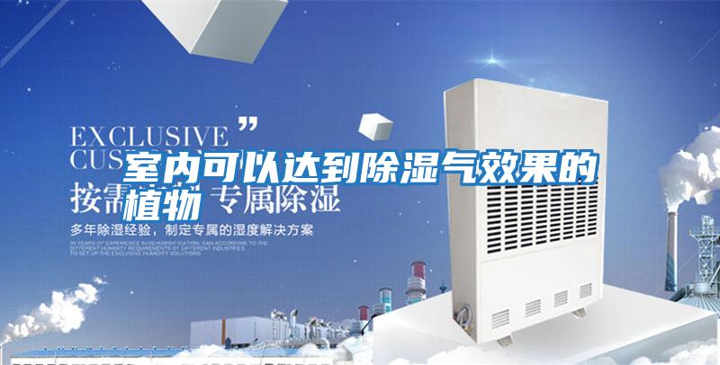 室內可以達到除濕氣效果的植物