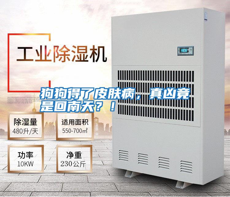 狗狗得了皮膚病，真兇竟是回南天？！