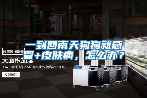 一到回南天狗狗就感冒+皮膚病，怎么辦？