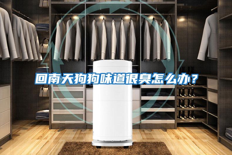 回南天狗狗味道很臭怎么辦？